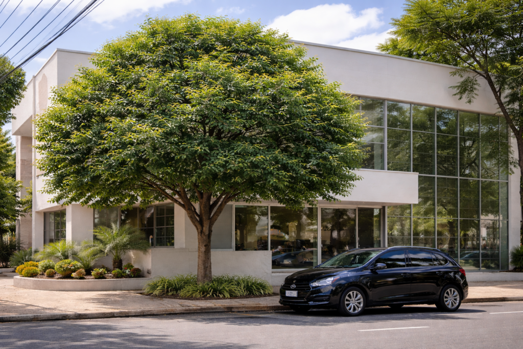 Oiti adulto plantado em calçada urbana, com copa densa e sombra ampla, integrado a edifício de fachada envidraçada e circulação urbana.
