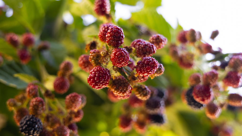 Cachos de amoras em diferentes estágios de maturação em amoreira bem cuidada, com frutos vermelhos e escuros ao sol
