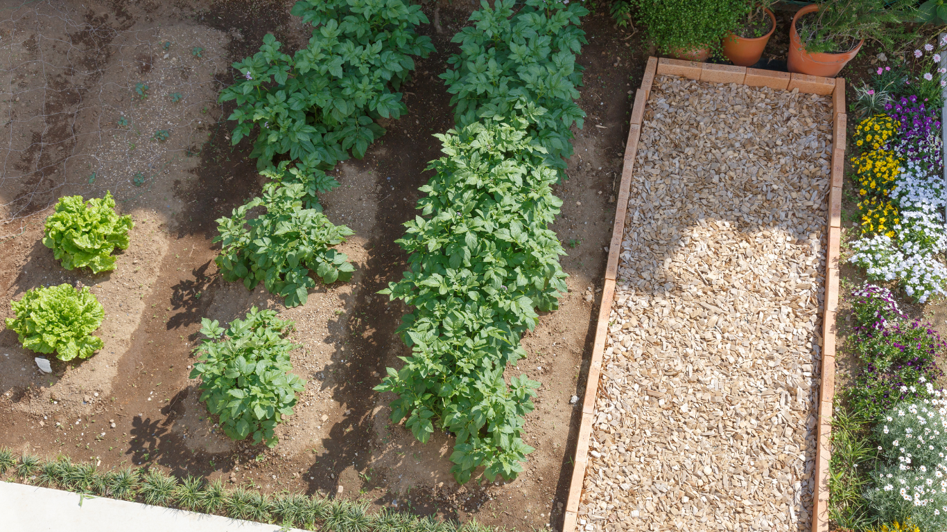 Horta doméstica vista de cima, com canteiros organizados de hortaliças cultivadas no solo e área de circulação com cobertura