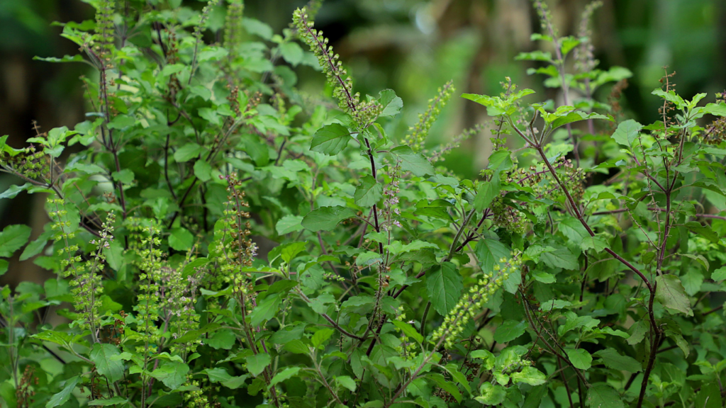 Manjericão com flores abundantes e hastes longas em fase de produção de sementes.