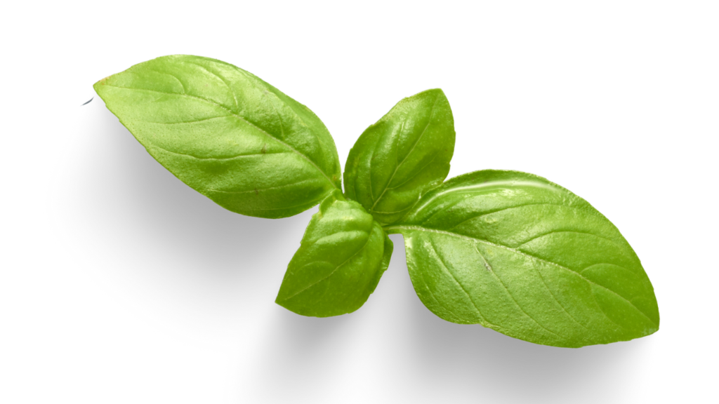 Folha de manjericão fresca em close, destacando textura, nervuras e coloração verde natural
