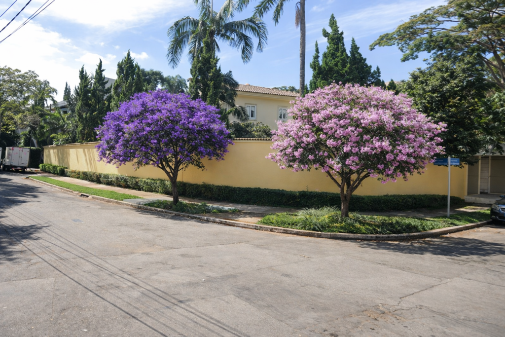 Duas quaresmeiras floridas em calçada residencial, com copa equilibrada e integração harmoniosa ao espaço urbano.
