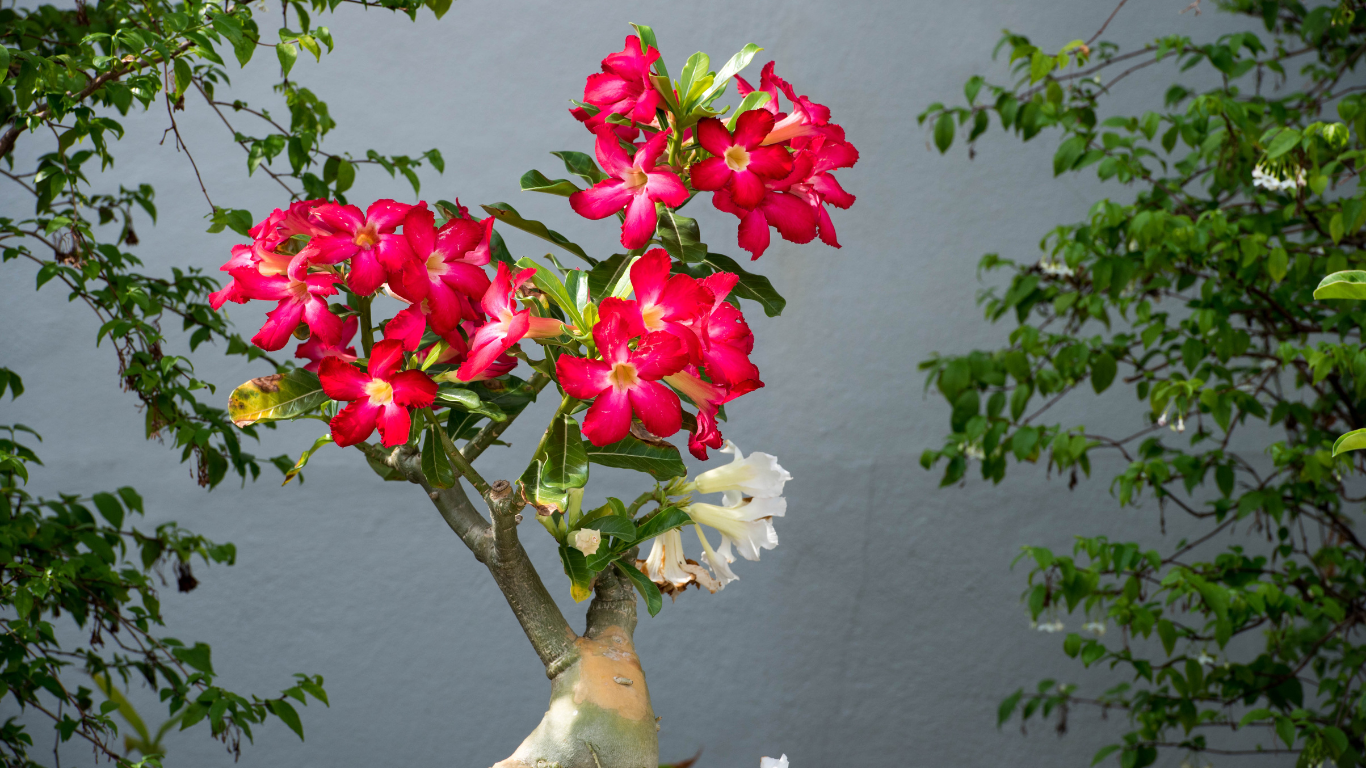 Rosa-do-deserto saudável em floração, com flores vermelhas e brancas em ambiente externo ensolarado