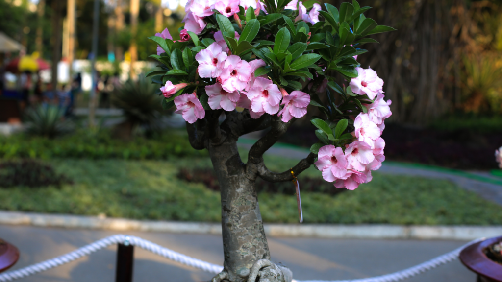 Rosa-do-deserto com flores rosadas em floração, cultivada em ambiente externo com sol direto
