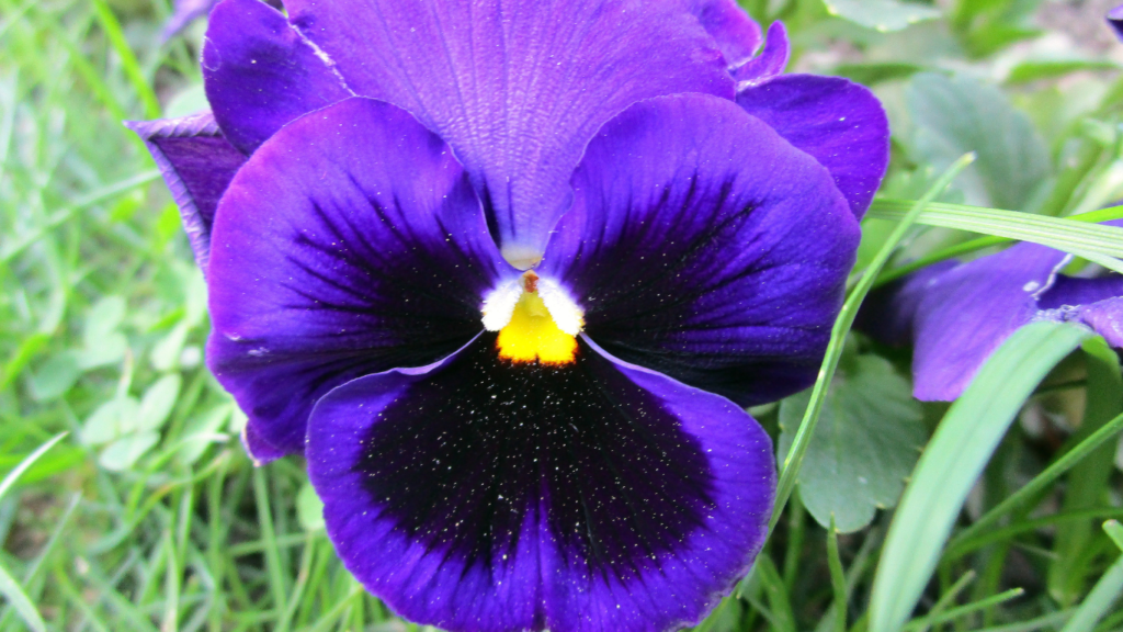 Flor de amor-perfeito roxa em close mostrando detalhes das pétalas
