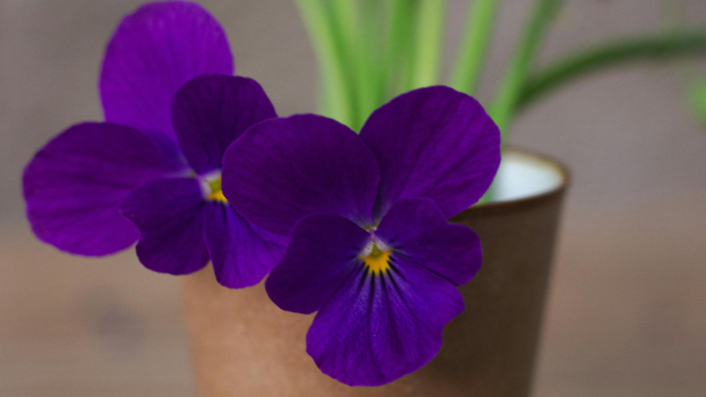 Amor-perfeito roxo cultivado em vaso em ambiente residencial
