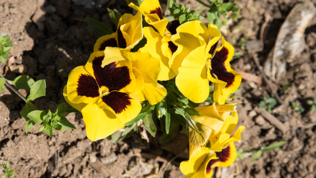 Amor-perfeito amarelo cultivado no solo com floração ativa
