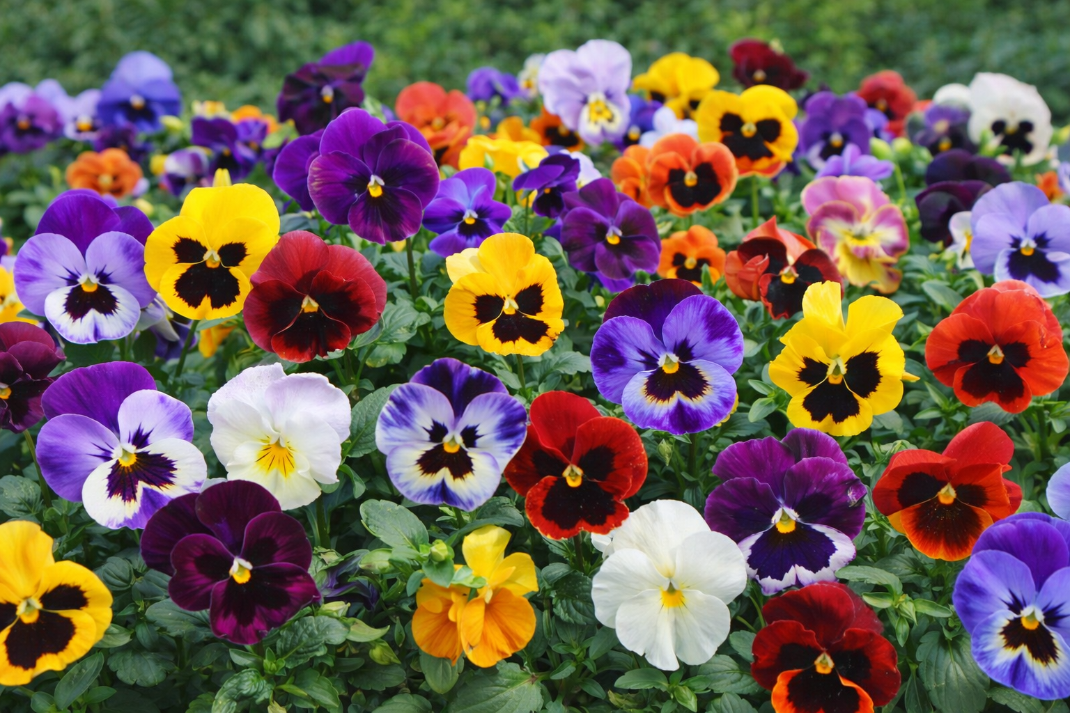 Amor-perfeito em floração com flores coloridas cultivadas em jardim, ilustrando variedade de cores e fácil adaptação da planta