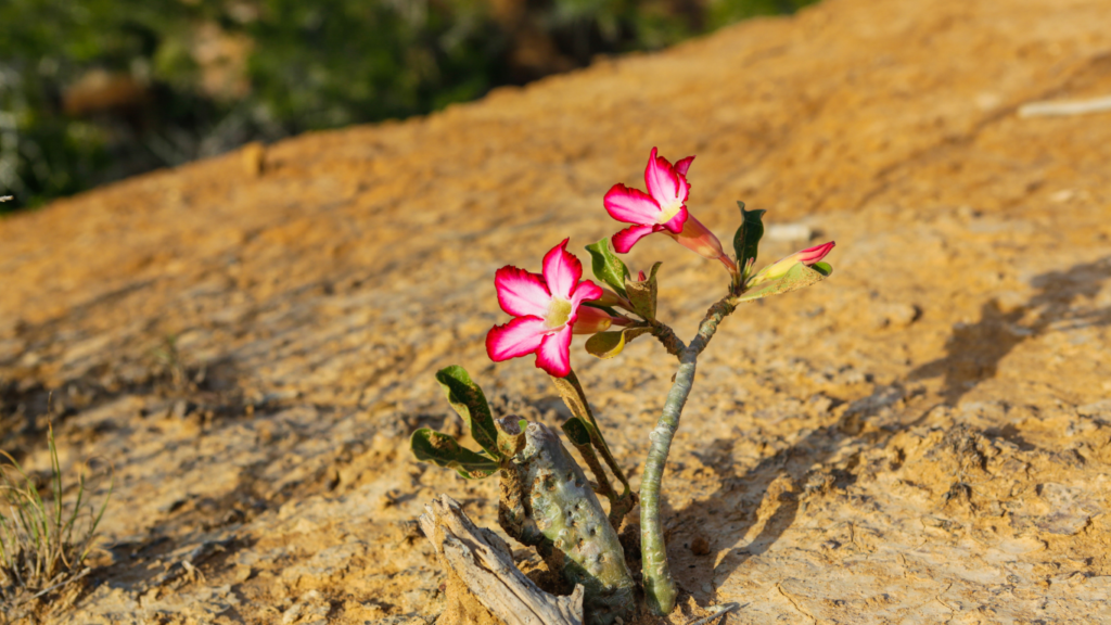 Rosa do deserto com flores rosas florescendo sob sol pleno em solo árido.