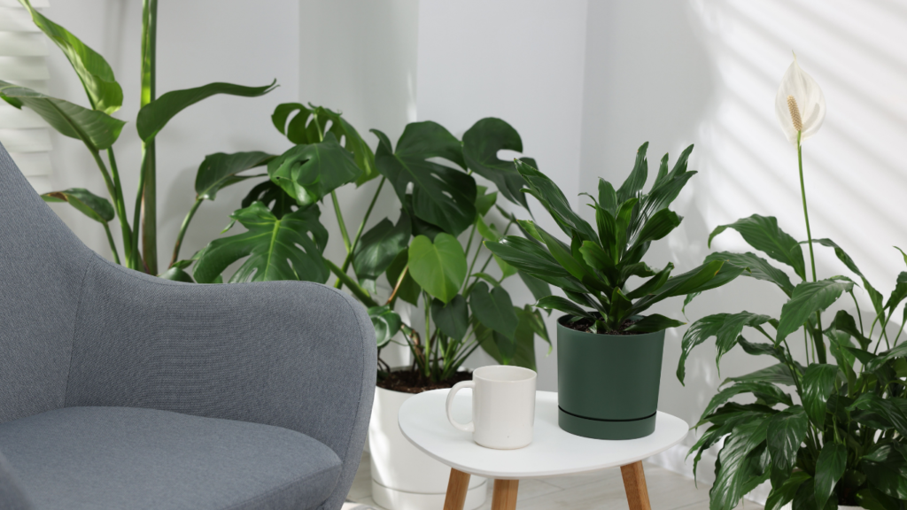 Ambiente interno decorado com estilo Urban Jungle apresentando plantas saudáveis como Monstera deliciosa e Lírio da Paz em vasos modernos.