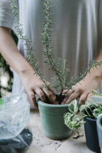 Mãos transplantando alecrim para vaso de cerâmica verde — como cultivar alecrim em vaso