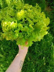 Mão segurando alface crespa recém-colhida no jardim — cultivo de alface em casa