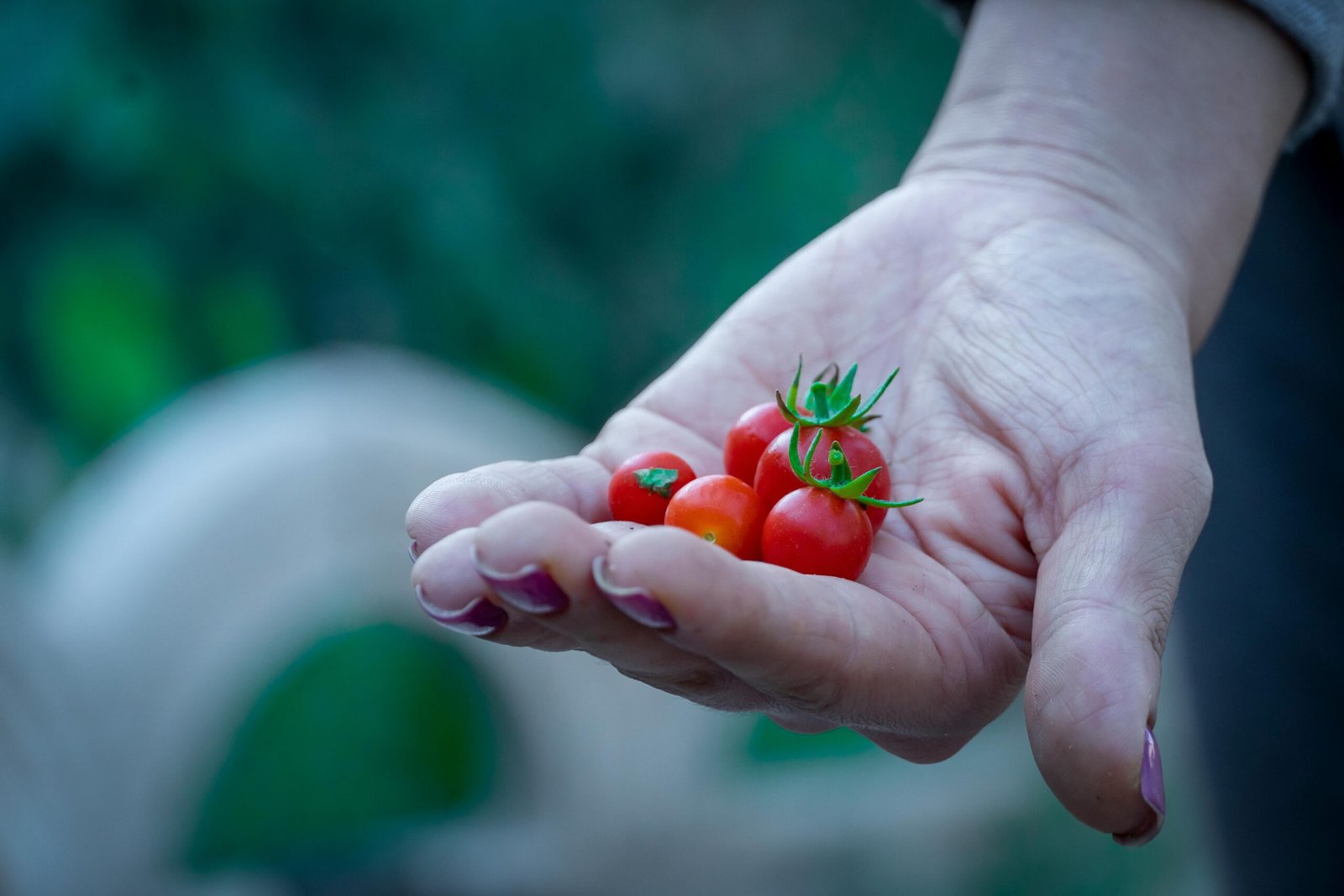 Mão segurando tomates-cereja recém-colhidos no jardim — cultivo em vaso em casa