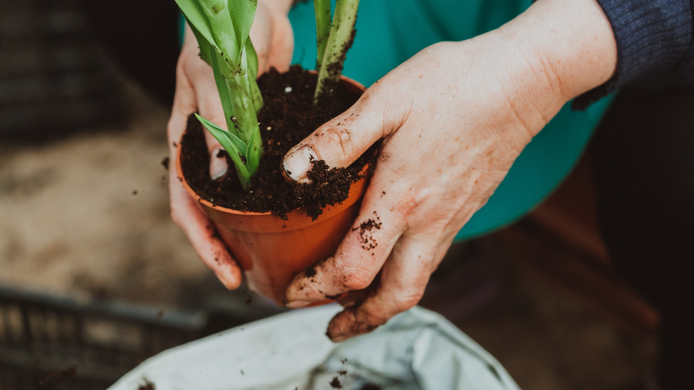 Mãos cultivando planta em vaso de barro — Cayana