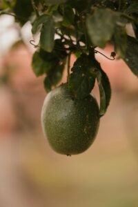 Maracujá verde madurando na planta com gavinhas ao fundo — como cultivar maracujá em vaso