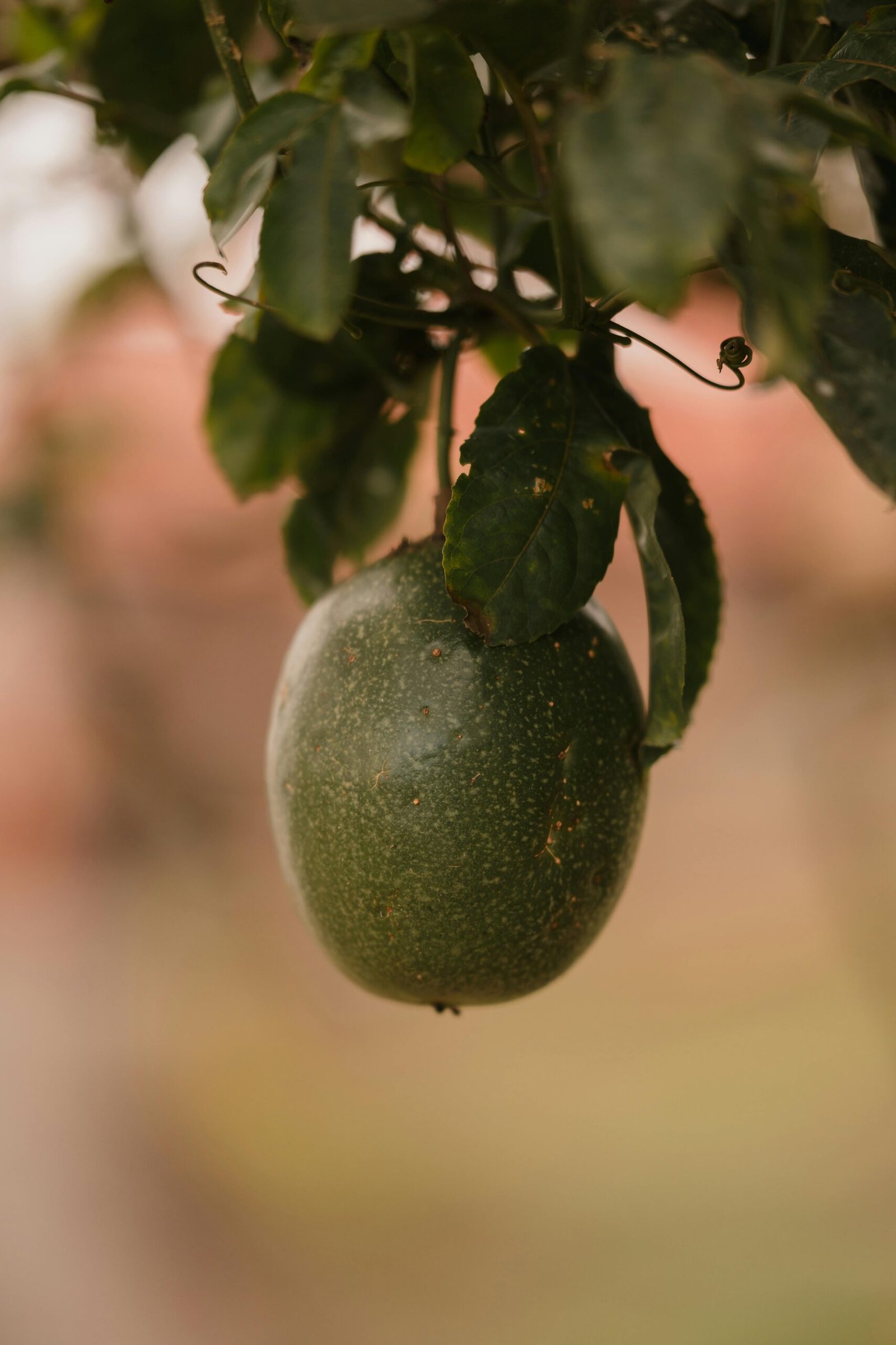 Maracujá verde madurando na planta com gavinhas ao fundo — como cultivar maracujá em vaso