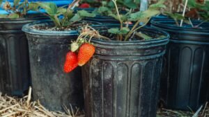Morangos maduros cultivados em vaso preto com mulching de palha — morango em vaso em casa