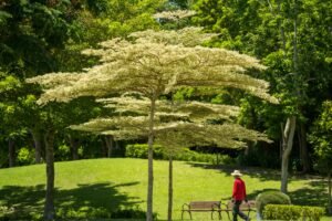 Árvore ornamental com floração branca em jardim paisagístico com gramado verde