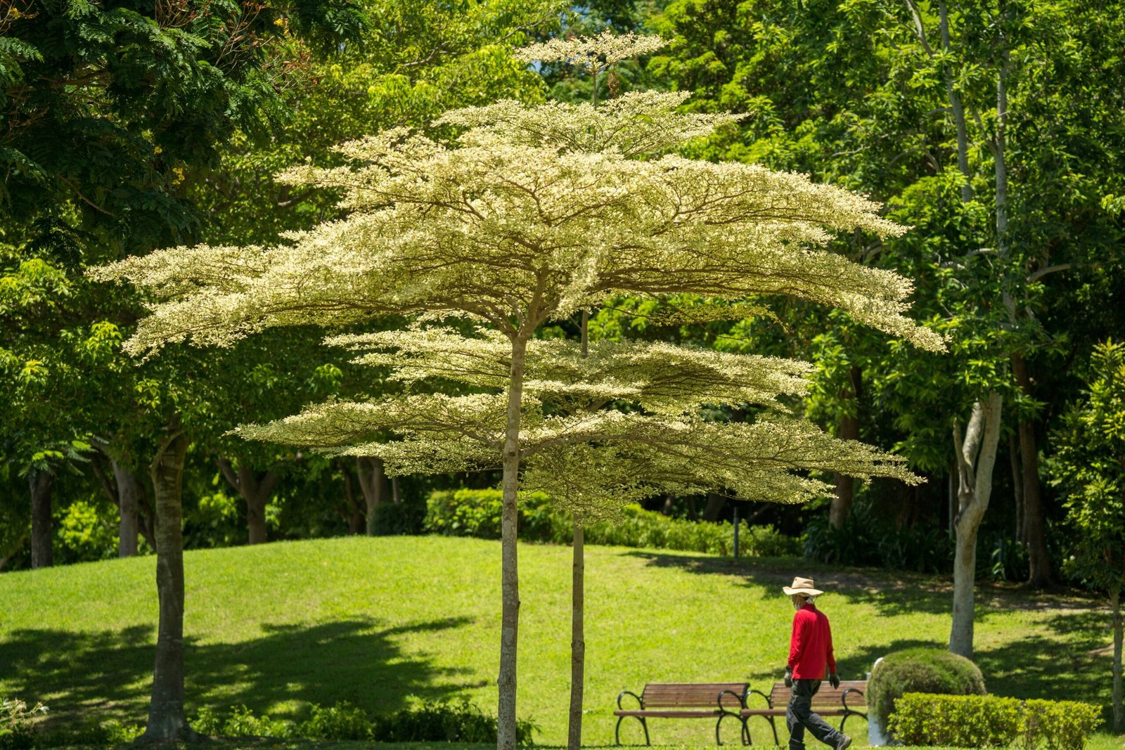 Árvore ornamental com floração branca em jardim paisagístico com gramado verde