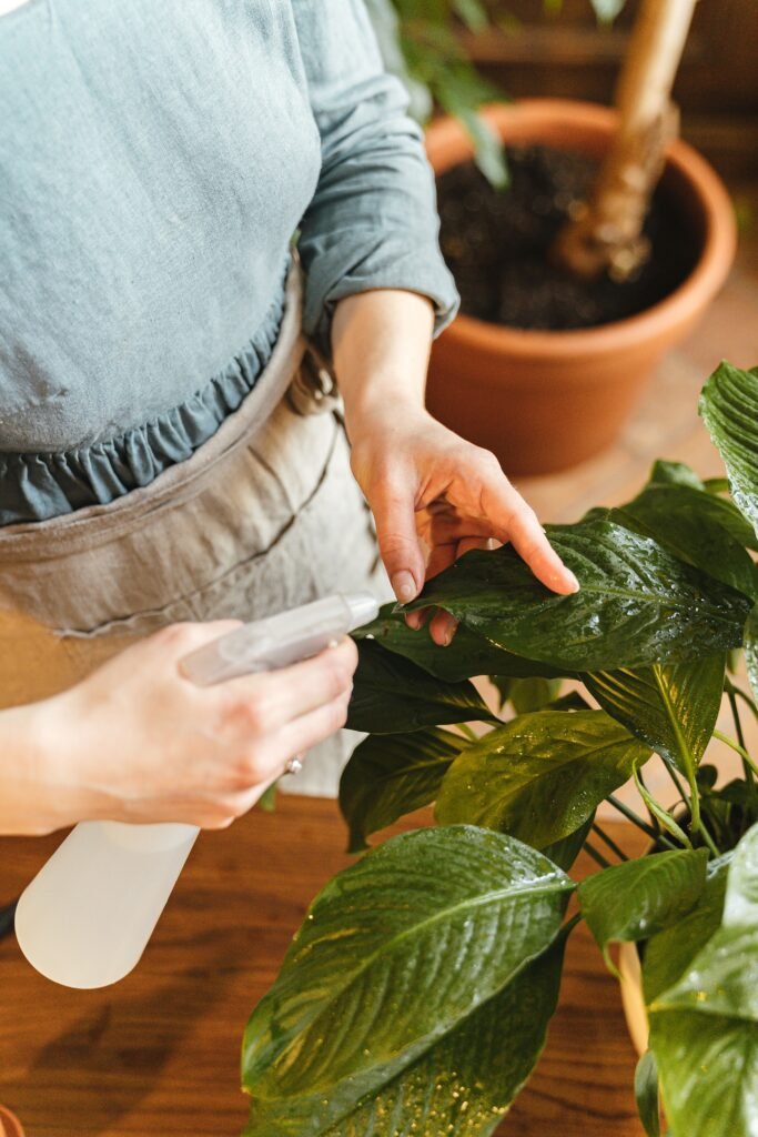Pessoa aplicando calda de sabão com borrifador em folhas de planta de vaso