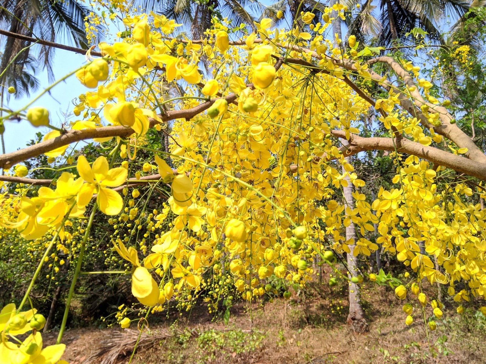 Cássia (Cassia fistula) em floração amarela, árvore de pequeno porte para jardins