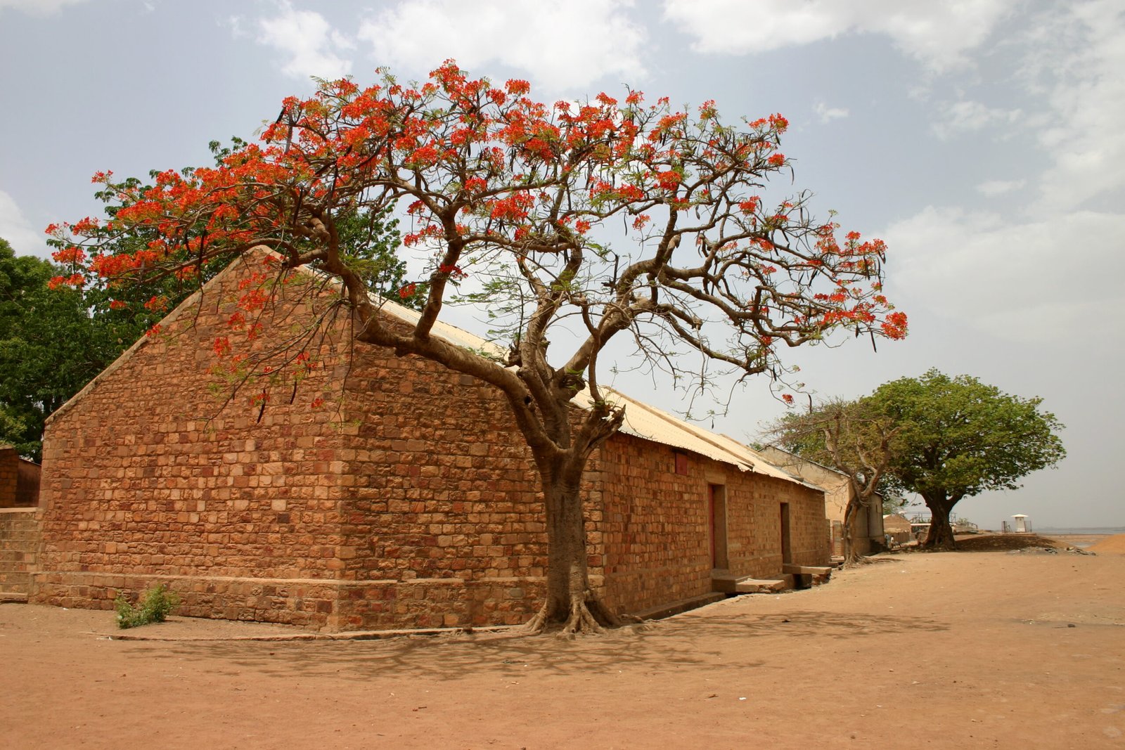 Flamboyant (Delonix regia) em floração, árvore de grande porte com copa larga usada no paisagismo