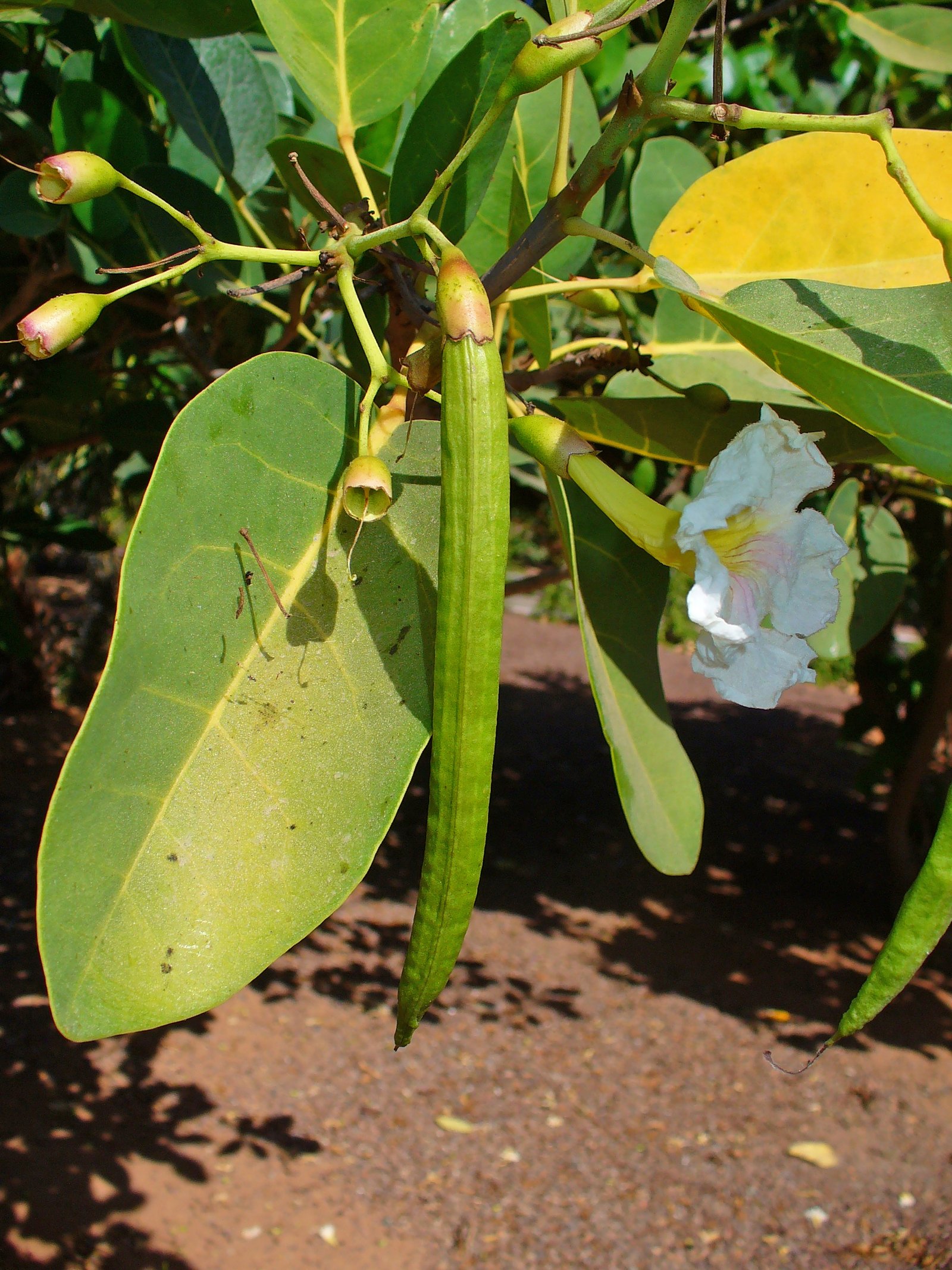 Ipê-branco-de-jardim (Tabebuia roseoalba) em floração, árvore de pequeno porte ideal para calçadas