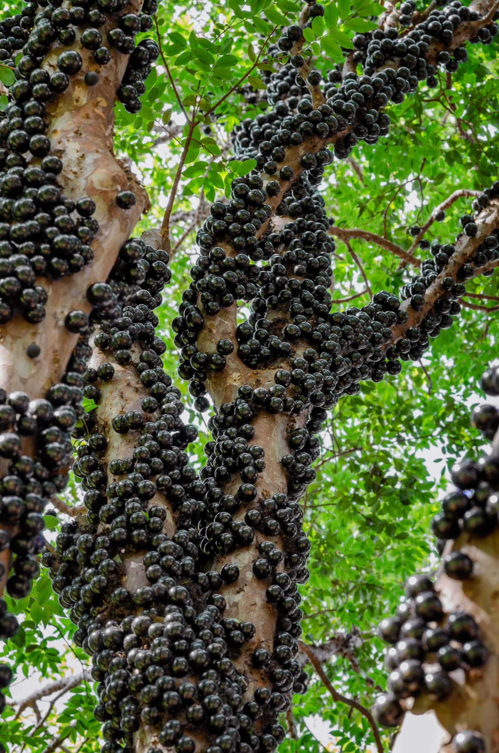 Jabuticabeira (Plinia cauliflora) com frutos no tronco, árvore frutífera nativa brasileira