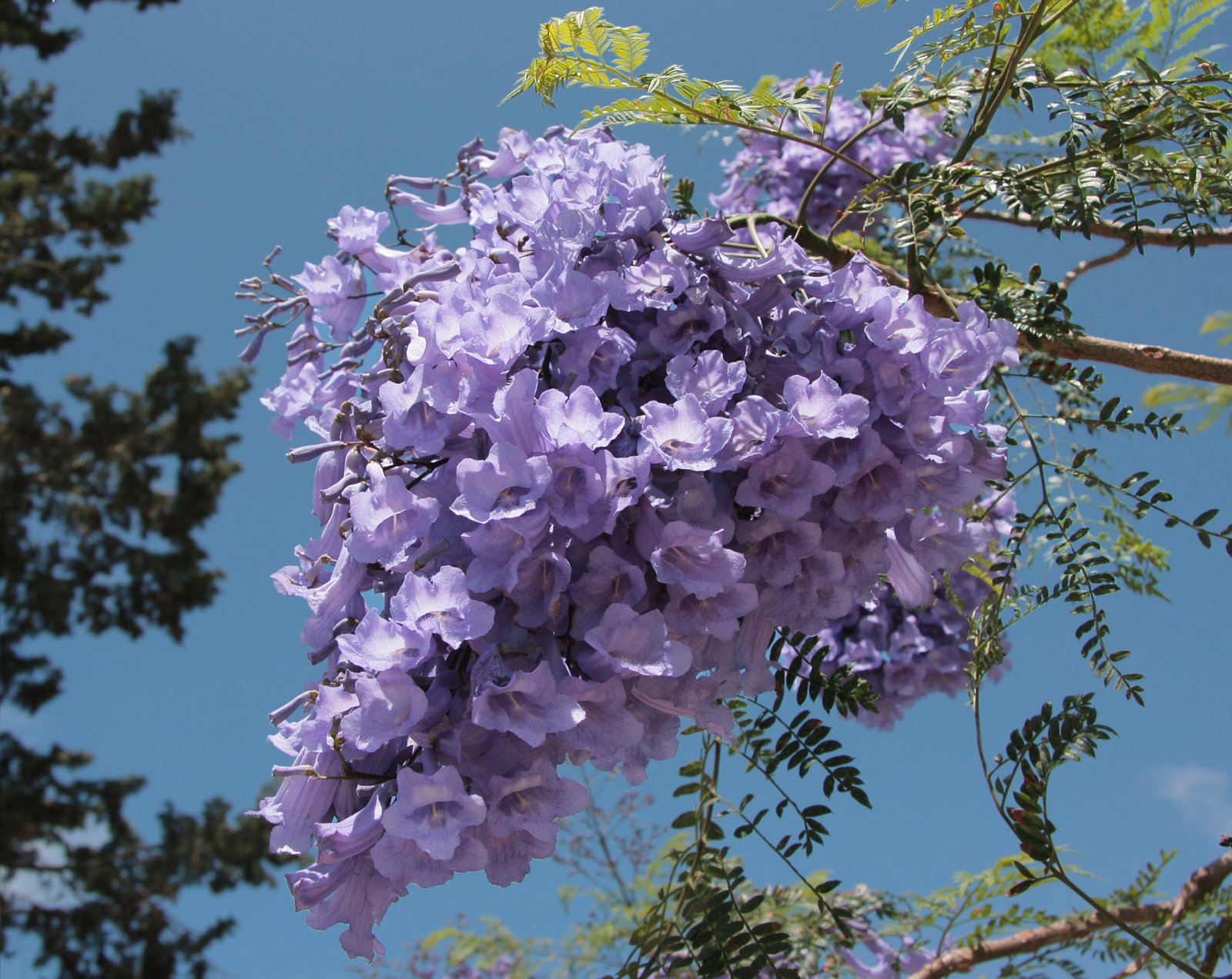 Jacarandá-mimoso (Jacaranda mimosifolia) em floração roxa, árvore de médio porte para paisagismo
