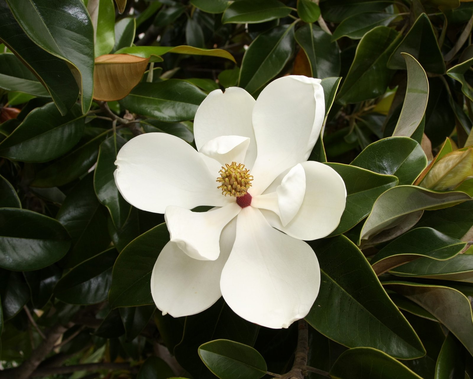 Magnólia (Magnolia grandiflora) em floração branca, árvore de pequeno porte para jardins