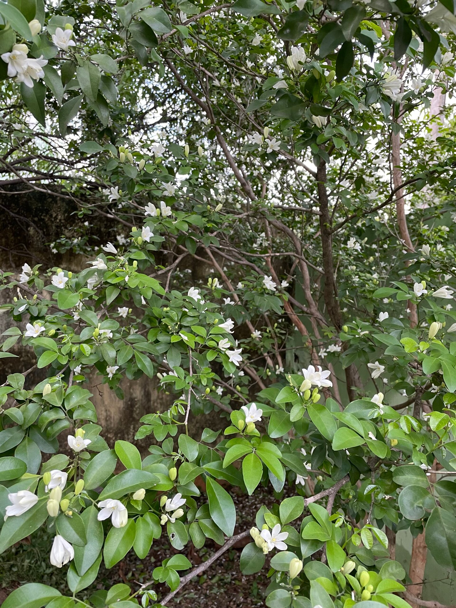 Murta (Murraya paniculata) florida, arbusto/árvore de pequeno porte usado em cercas vivas
