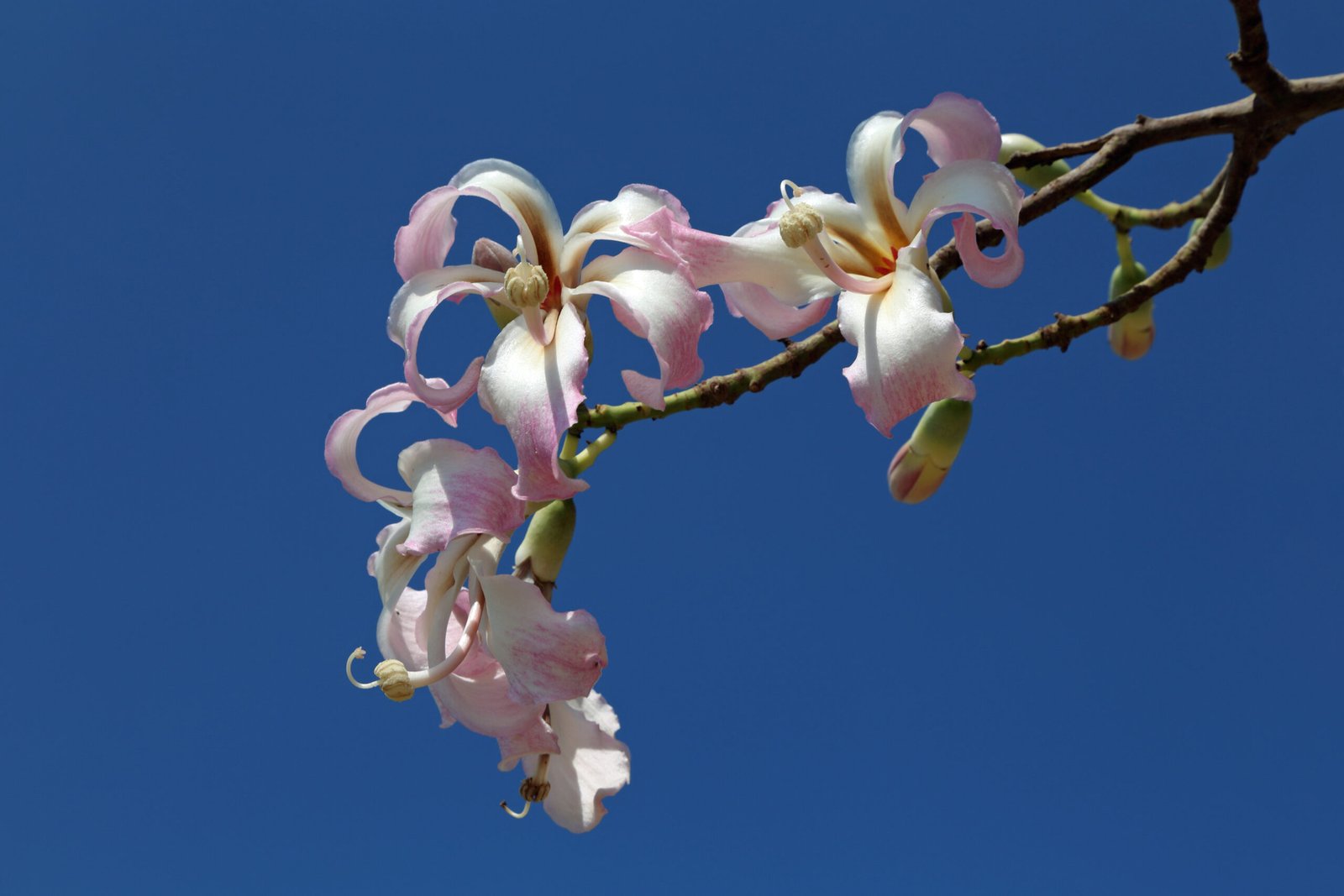 Paineira (Ceiba speciosa) com tronco espinhoso e flores rosadas, árvore de grande porte