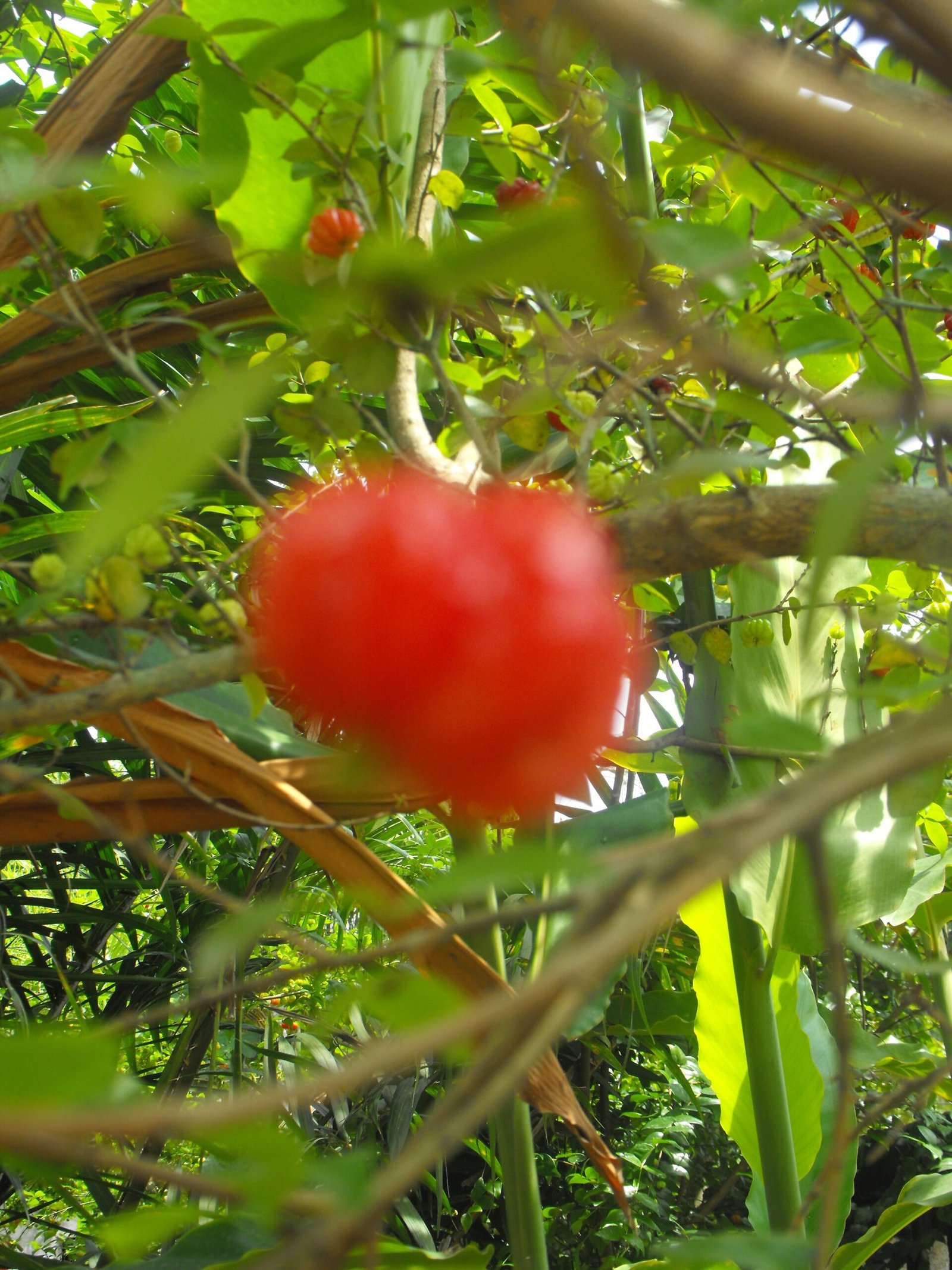 Pitangueira (Eugenia uniflora) com frutos vermelhos, árvore frutífera nativa de pequeno porte