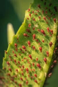 colônia de pulgões vermelhos em folha verde close macro