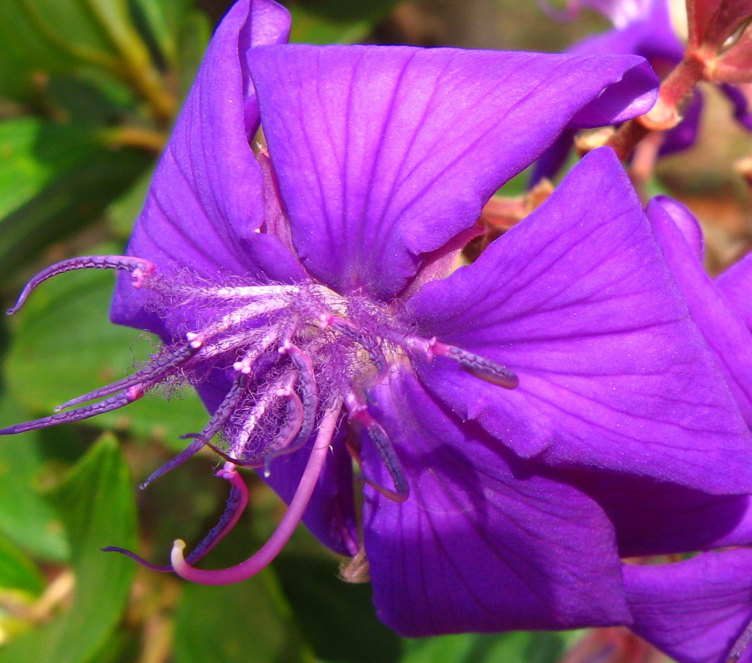 Quaresmeira (Tibouchina granulosa) em floração roxa, árvore de médio porte para paisagismo