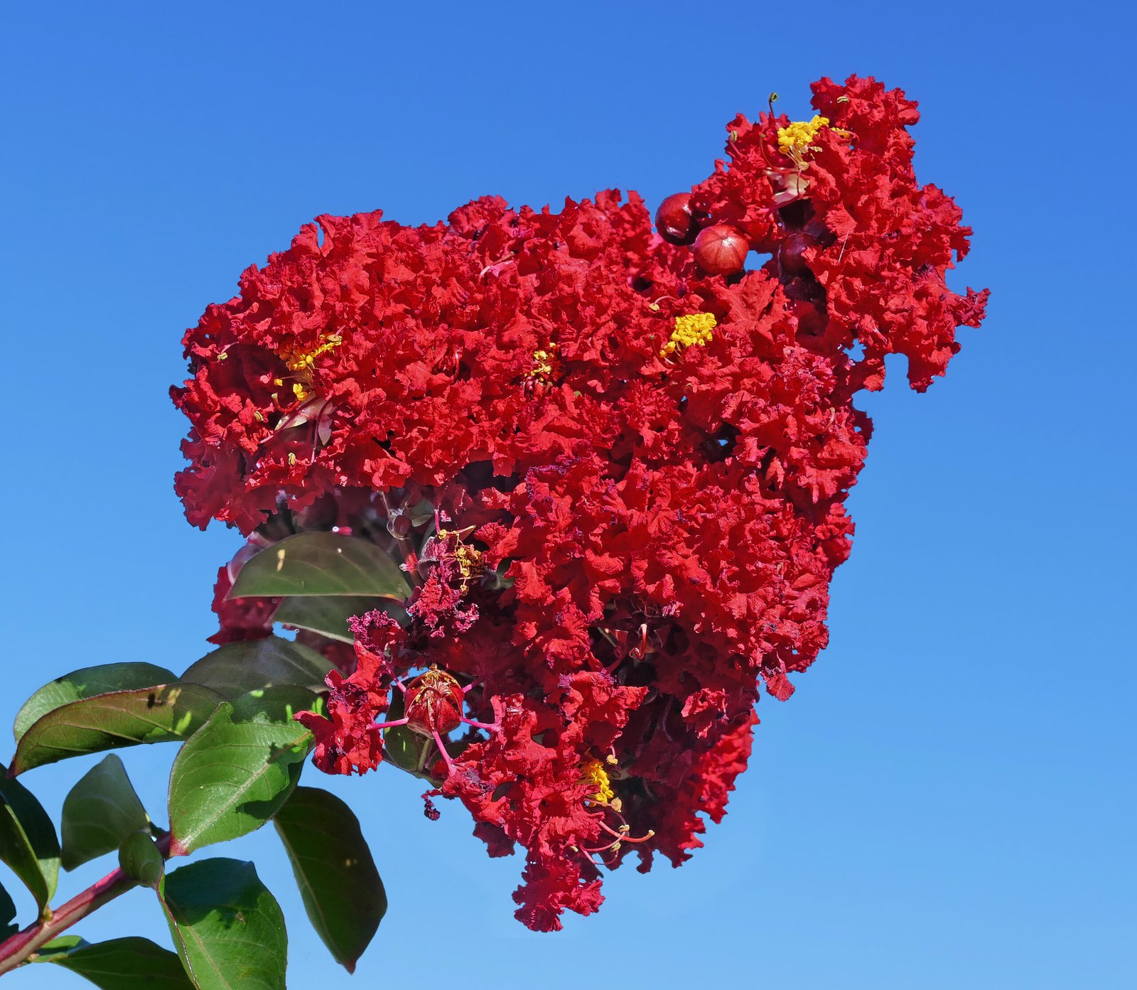 Resedá (Lagerstroemia indica) em floração, árvore de médio porte para jardins e calçadas