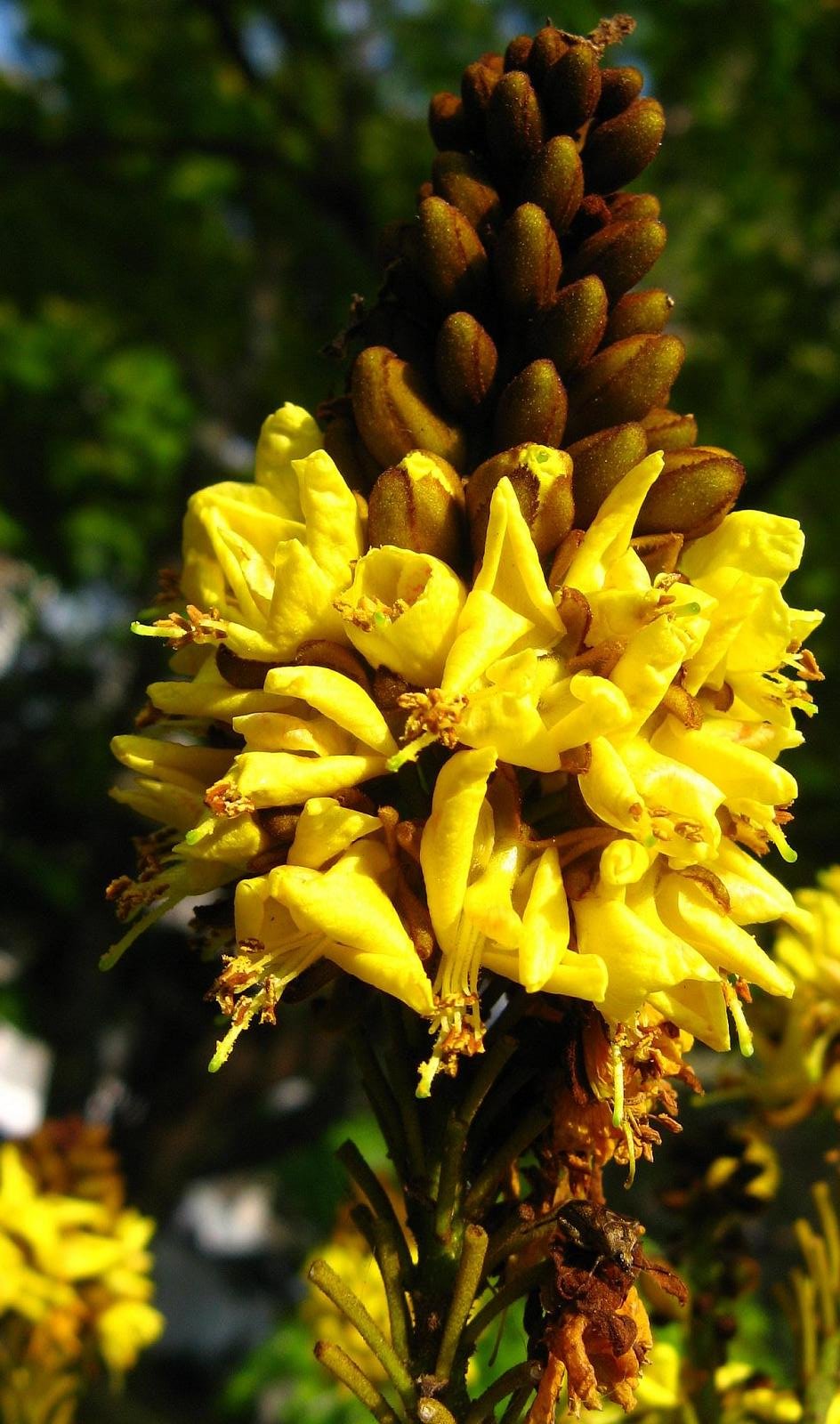 Sibipiruna (Cenostigma pluviosum) em floração amarela, árvore nativa de grande porte