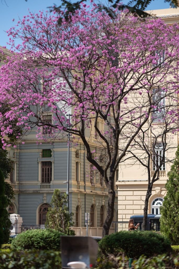 Árvore com floração rosa intensa em uma praça de Belo Horizonte, diante de um edifício histórico