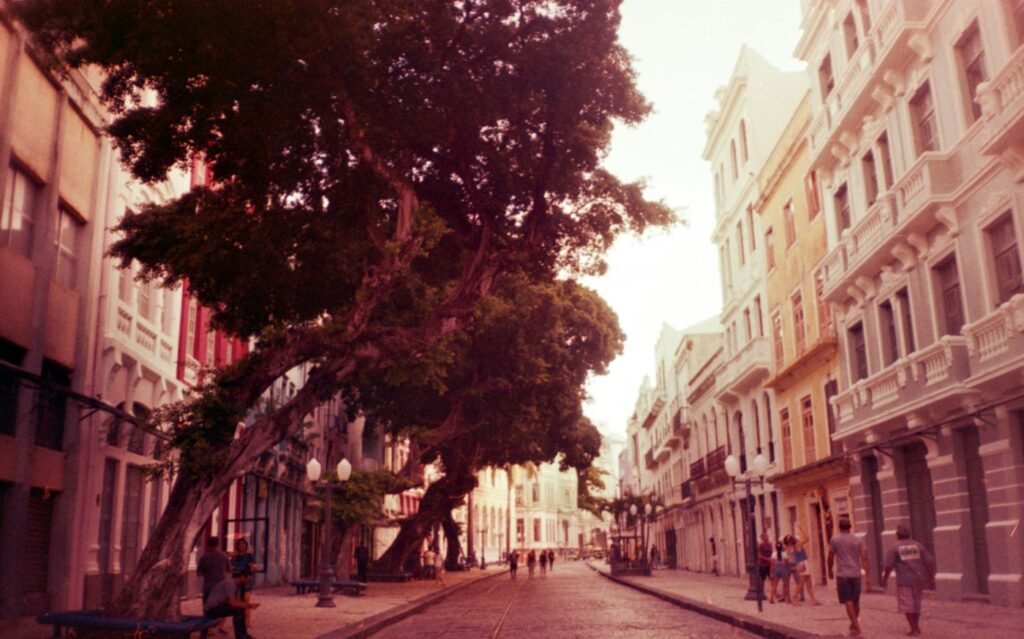 Árvores de grande porte com troncos inclinados em uma rua histórica do Recife, entre casarões antigos