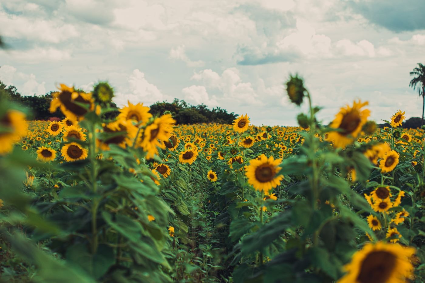 Campo de girassóis floridos em Birigui, São Paulo
