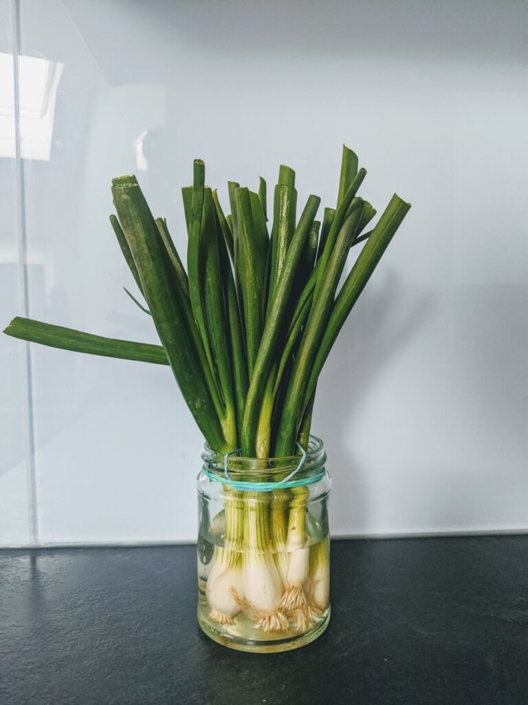 Tocos de cebolinha com raízes dentro de um pote de vidro com água, com as folhas verdes crescendo para cima