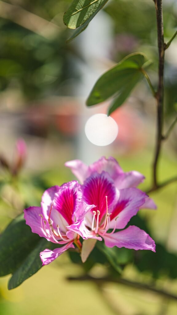 Flor rosa de pata-de-vaca (Bauhinia) em um galho, com folhas e fundo desfocado