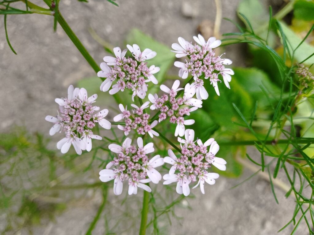 Flores brancas e lilás de coentro em umbelas, sinal de que a planta pendoou