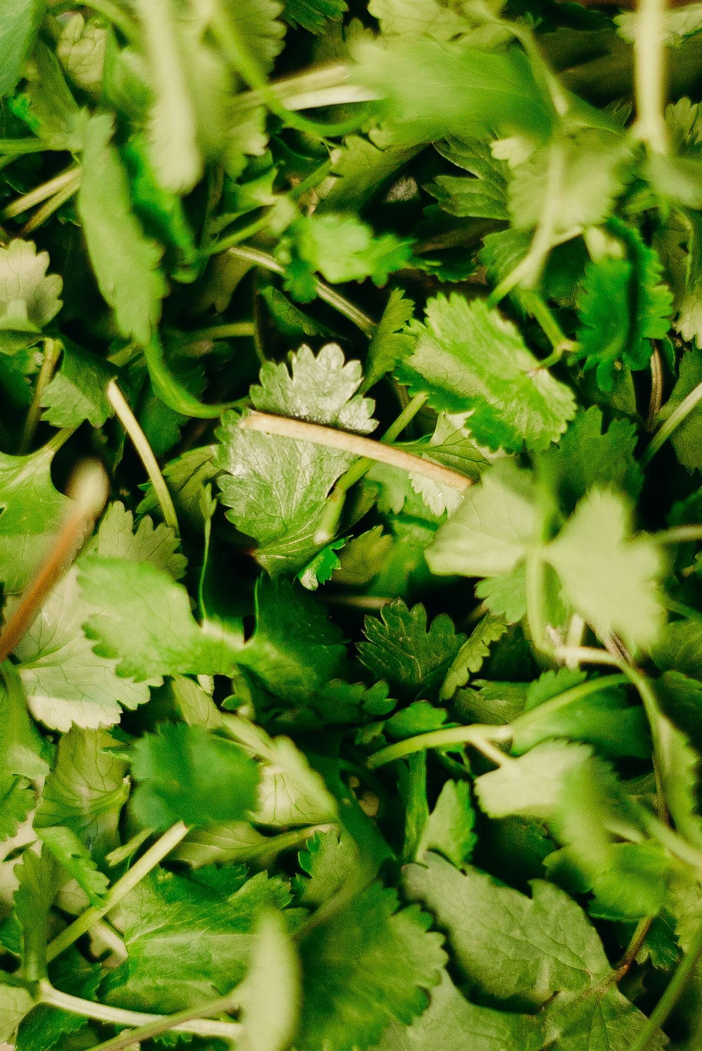 Folhas frescas de coentro recém-colhidas, em close, com tons de verde intenso