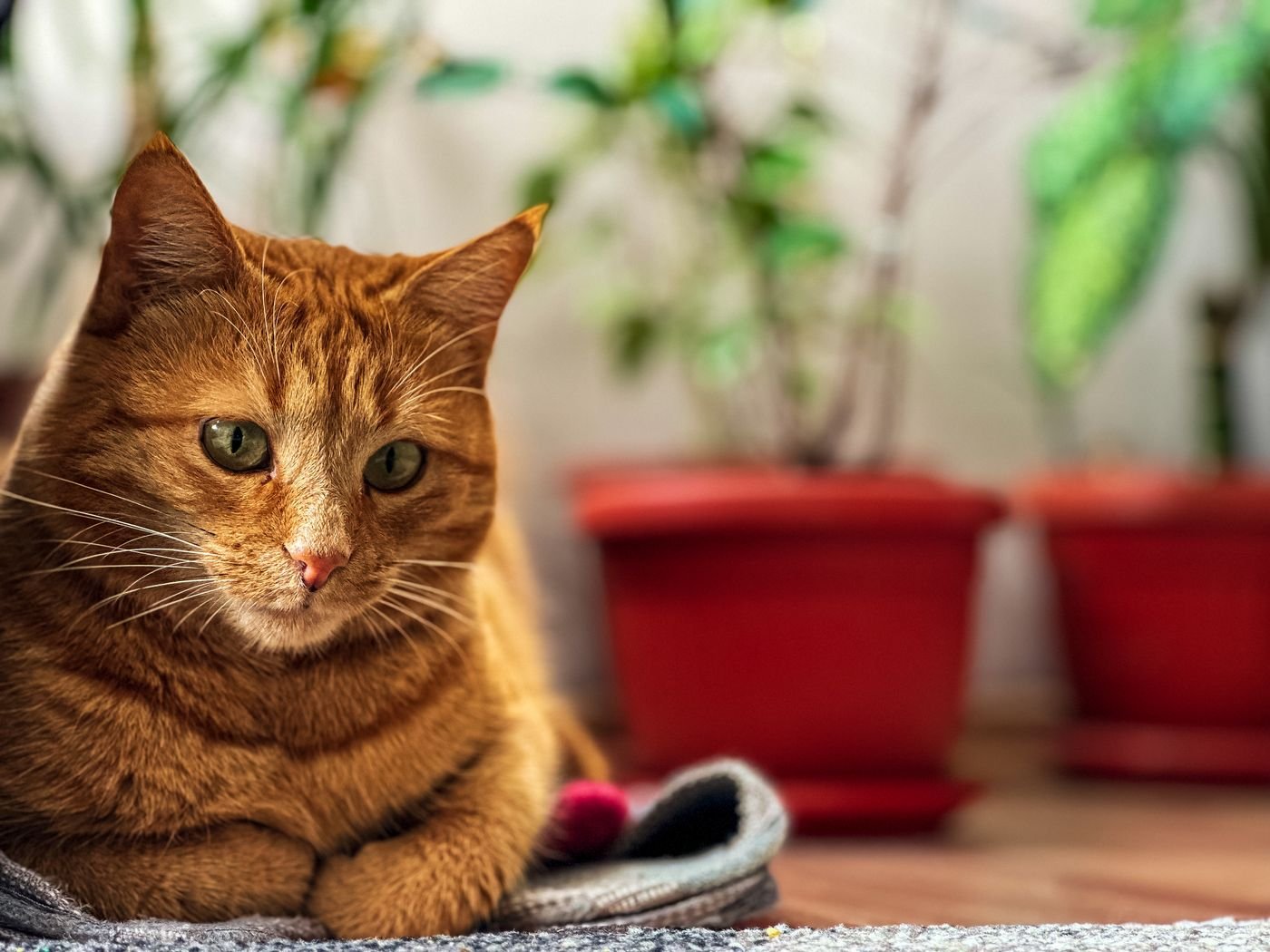 Gato laranja deitado perto de plantas em vasos dentro de casa