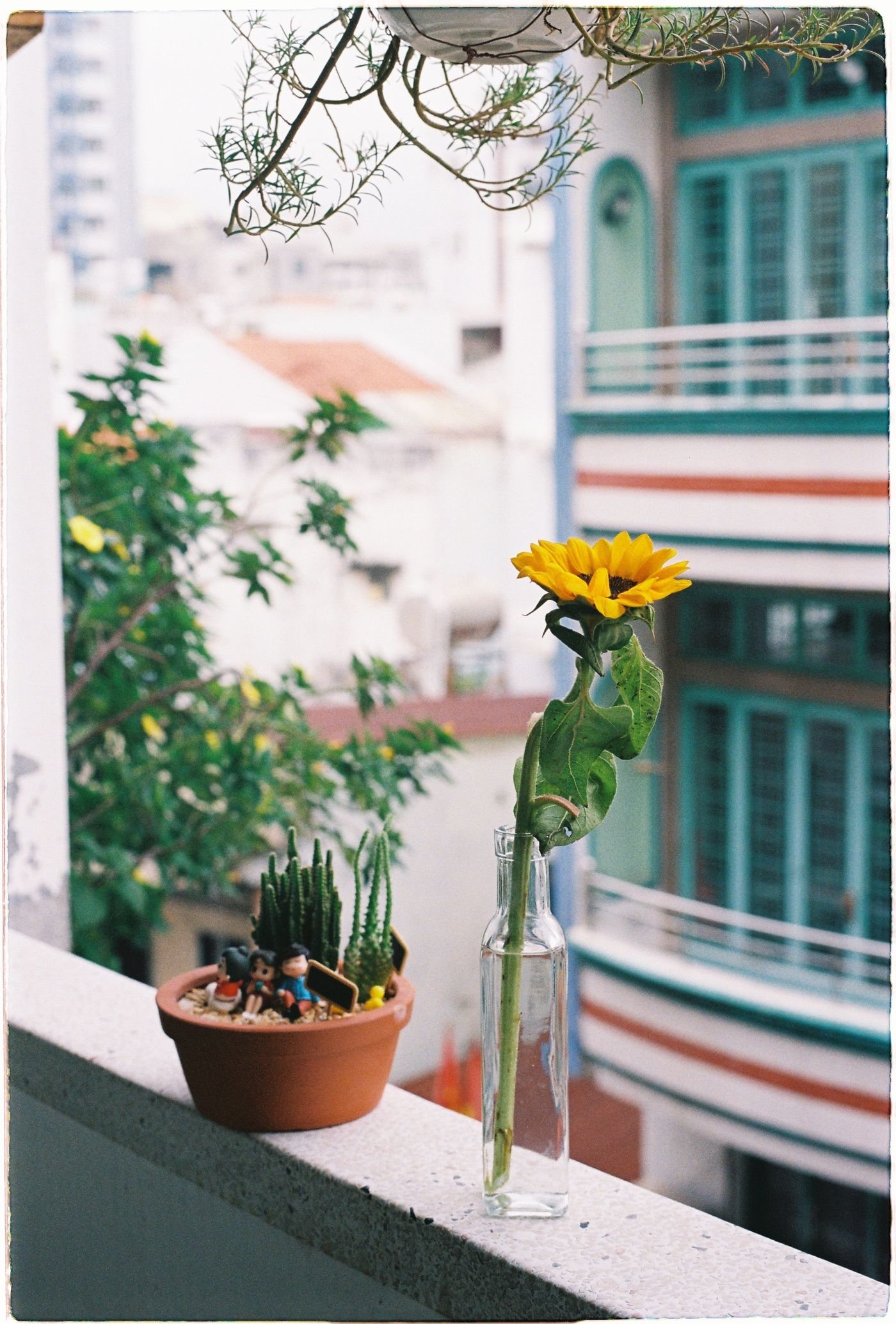 Girassol na varanda de um apartamento, ao lado de vasos com plantas
