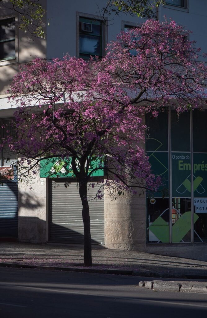 Ipê-rosa florido, árvore sem raiz agressiva, plantado na calçada de uma avenida em Belo Horizonte