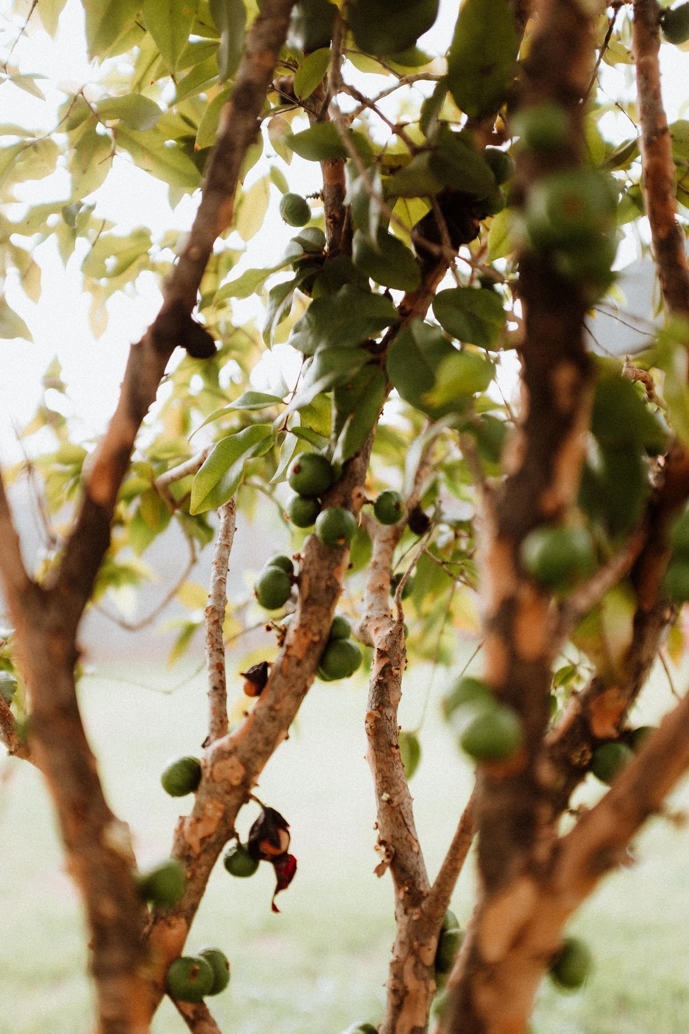 Galhos de jabuticabeira com frutos ainda verdes e em amadurecimento