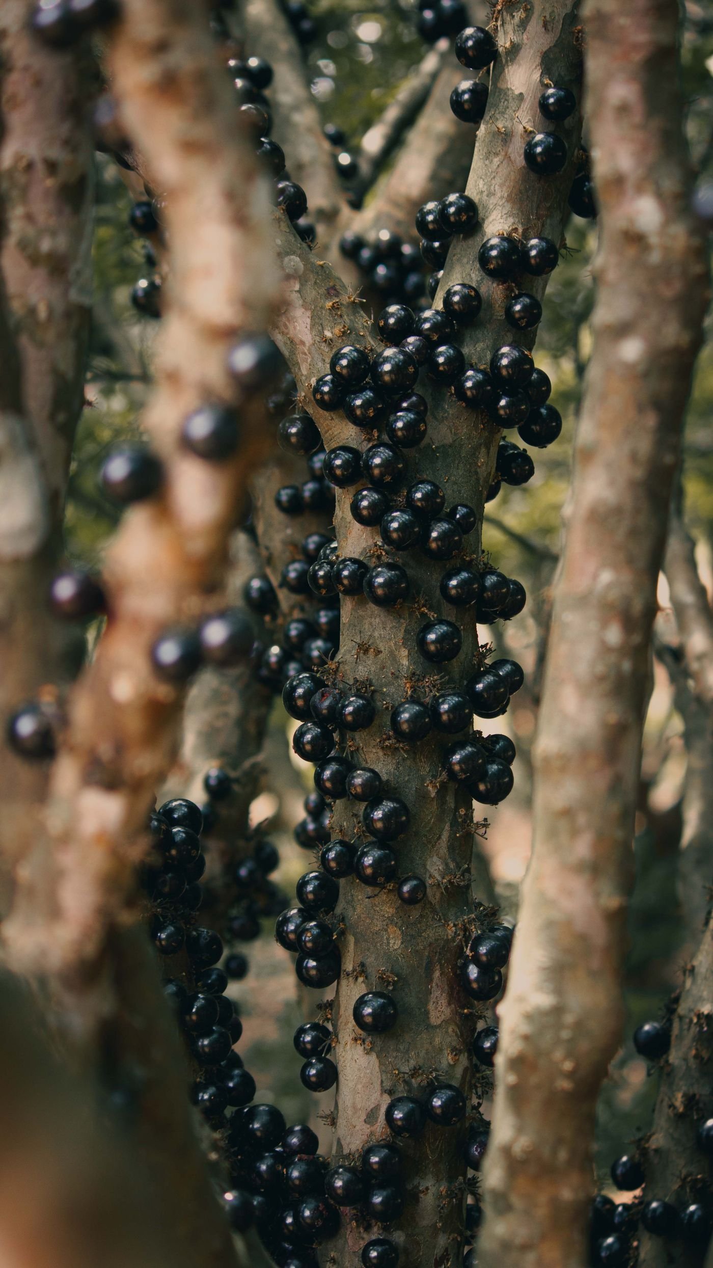 Tronco de jabuticabeira coberto de jabuticabas pretas e brilhantes