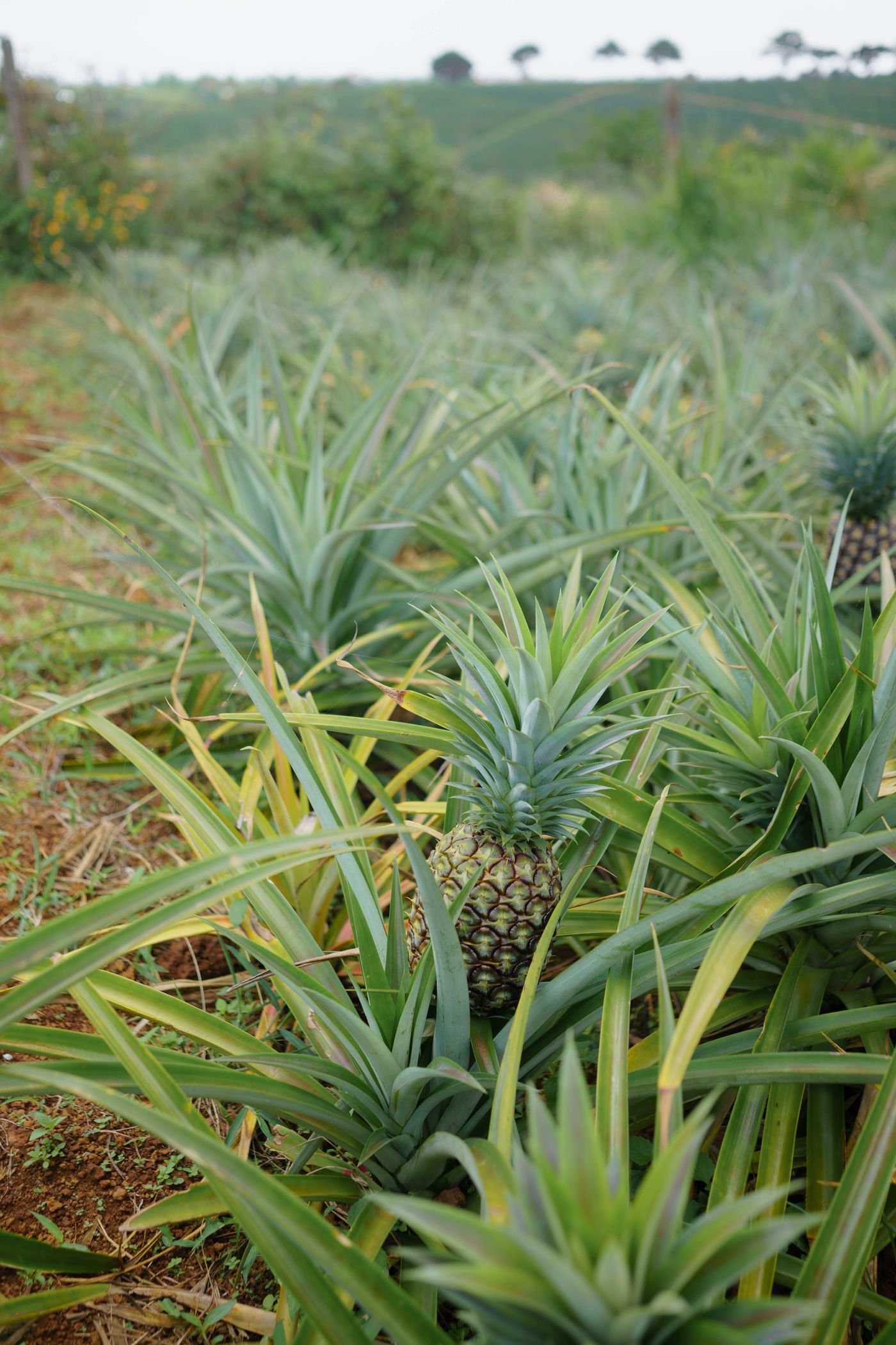 Plantas crescendo em campo tropical